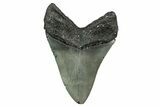 Serrated, Fossil Megalodon Tooth - North Carolina #345677-1